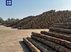 证监会：原木期货和期权正在买卖所上市