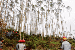 <b>回首：桉树被称“树、树”人类却还要种植为啥</b>